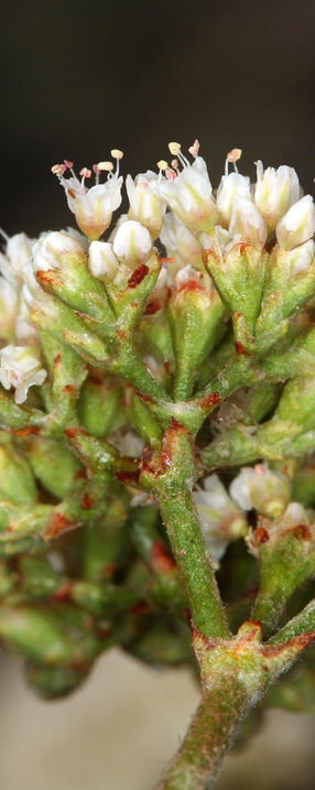 A closer look of slender buckwheat’s inflorescence and flowers [2]. 