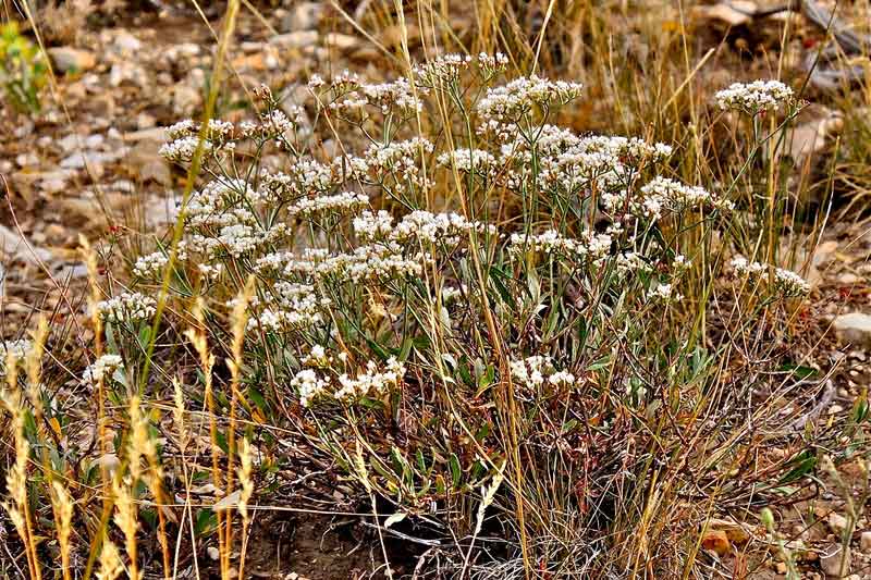 A slender buckwheat plant in Great Basin National Park [7].