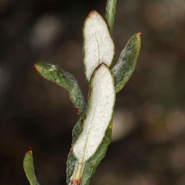 Close up of the white tomentum of E. microthecum var. laxiflorum leaves [9].