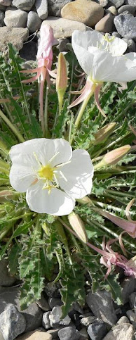 Entire plant and rocky substrate from above. Photo by Stan Shebs [2].