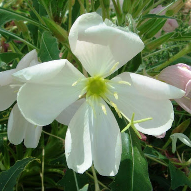 Flower from above. Photo by Miwasatoshi [8].