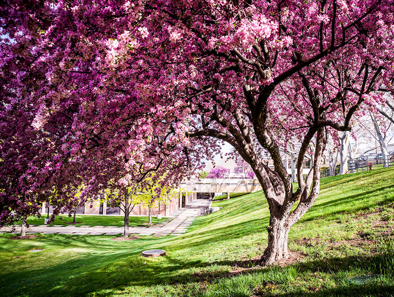 spring blossoms on campus
