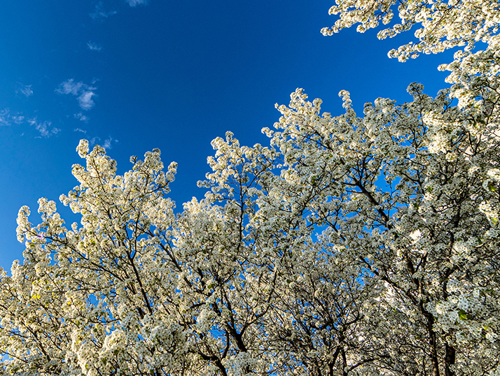 white blossoms against a blue sky