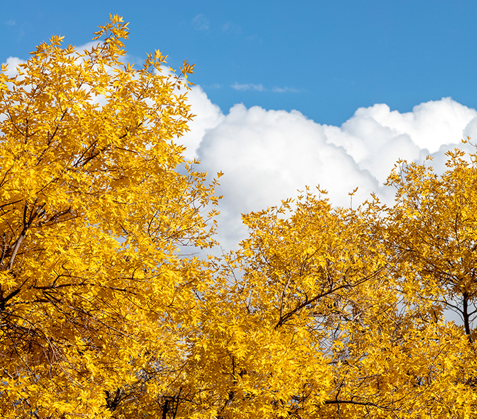 Yellow trees against a blue sky