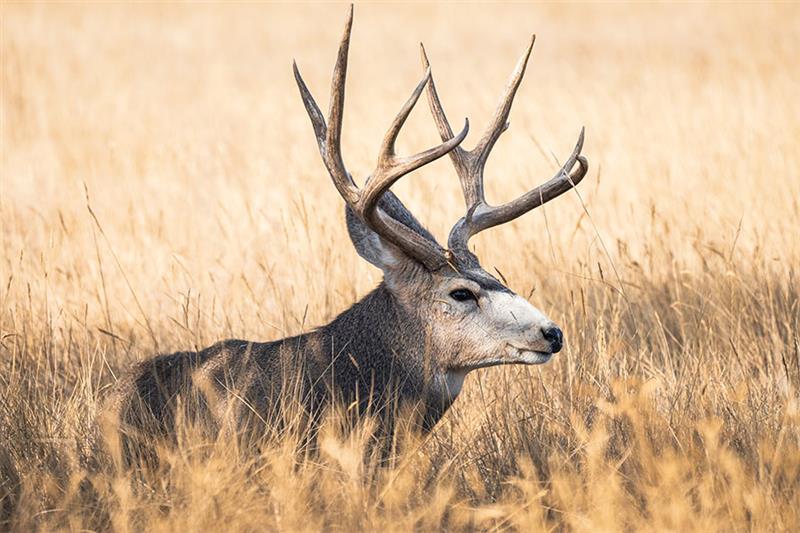 Photo of a Mule deer