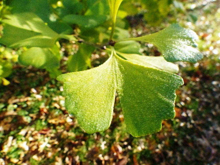 Dew covered ginkgo leaf