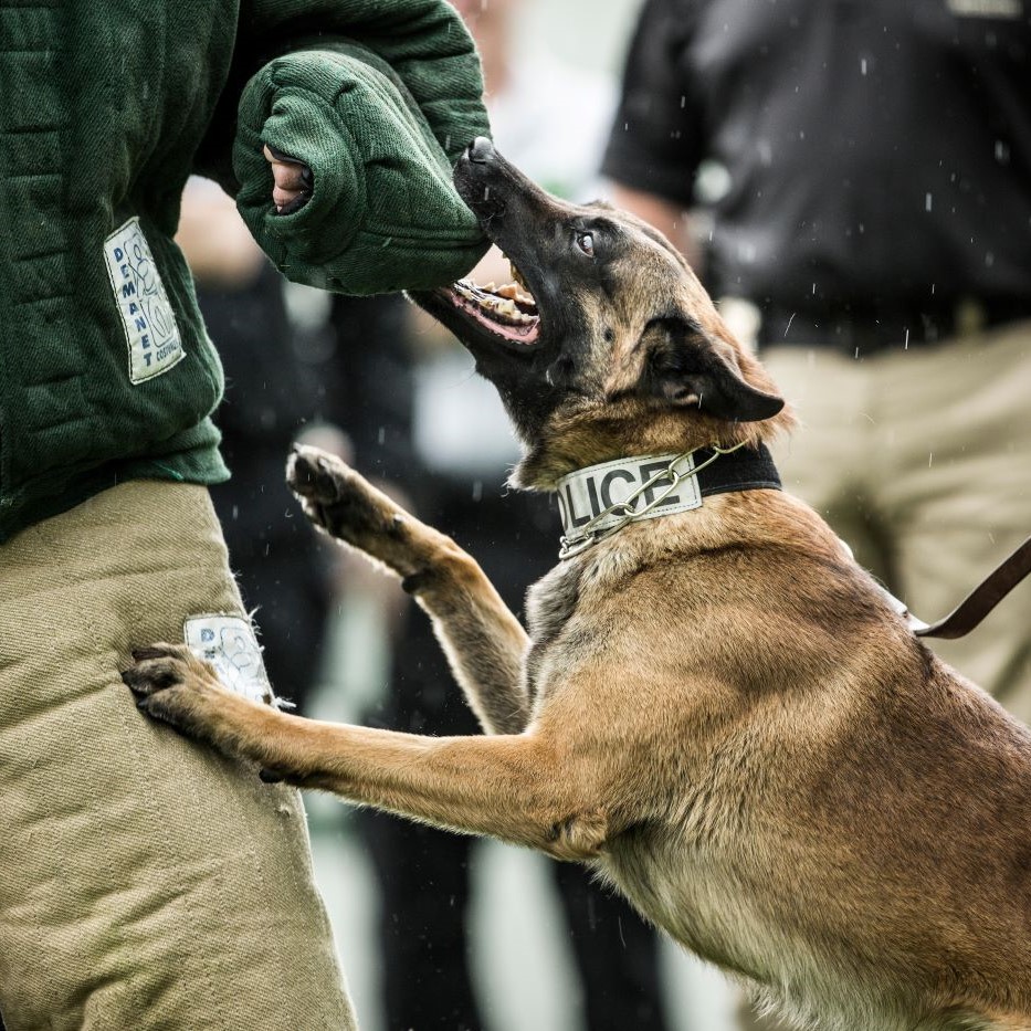 police dog