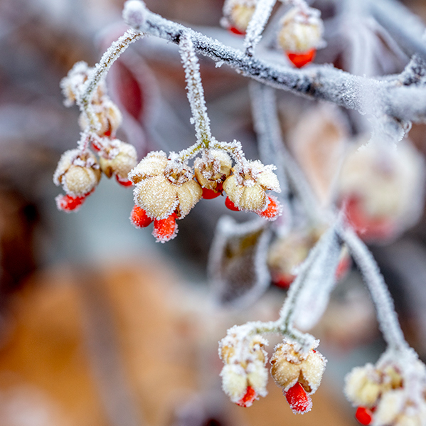 heavy ice frost on red berries