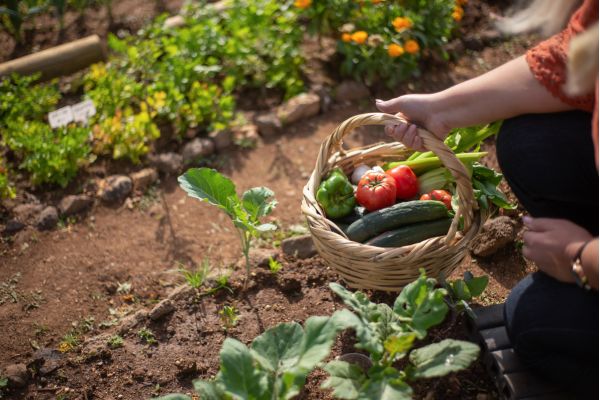 a basket of fresh vegetables with a garden in the background