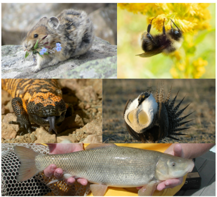 collage of at risk species in utah, american pika, western bumble bee, greater sage-grouse, gila monster, and june sucker