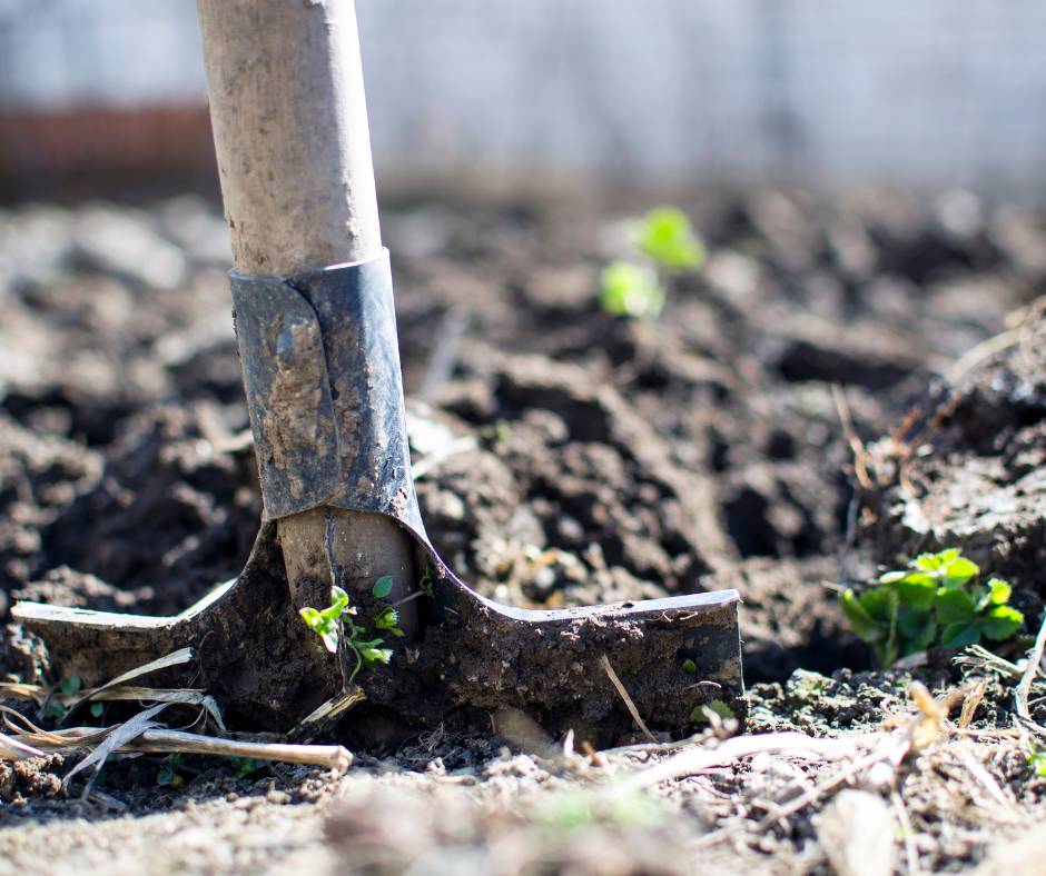 shovel stuck in dirt with seedlings 