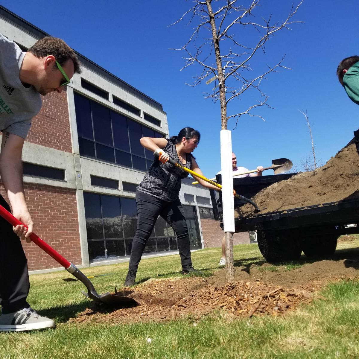 people with shovels planting a tree