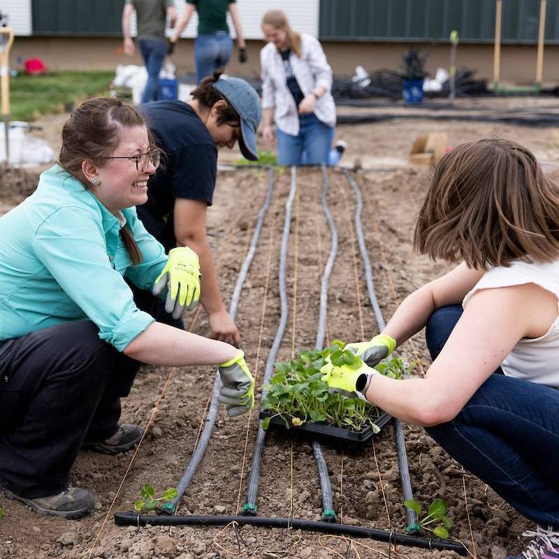 People planting seedlings in a garden