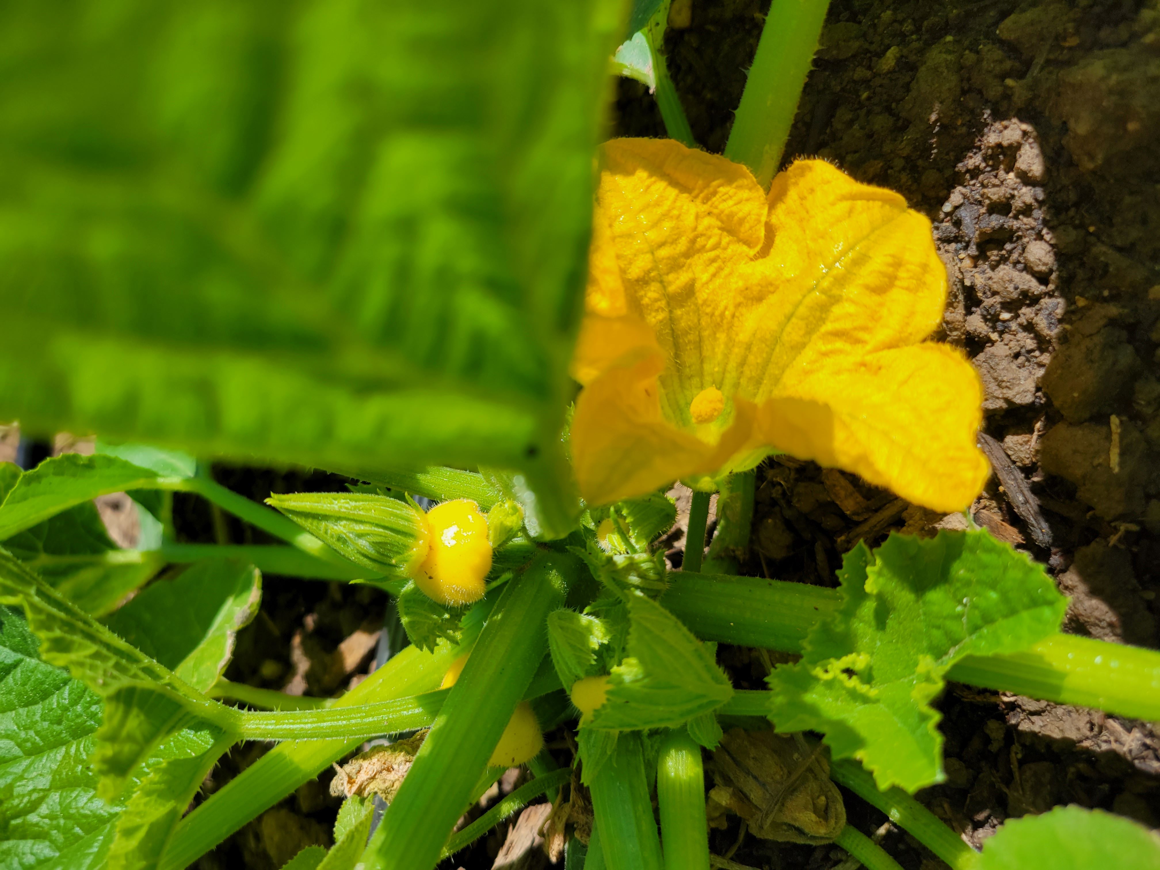 Baby squash