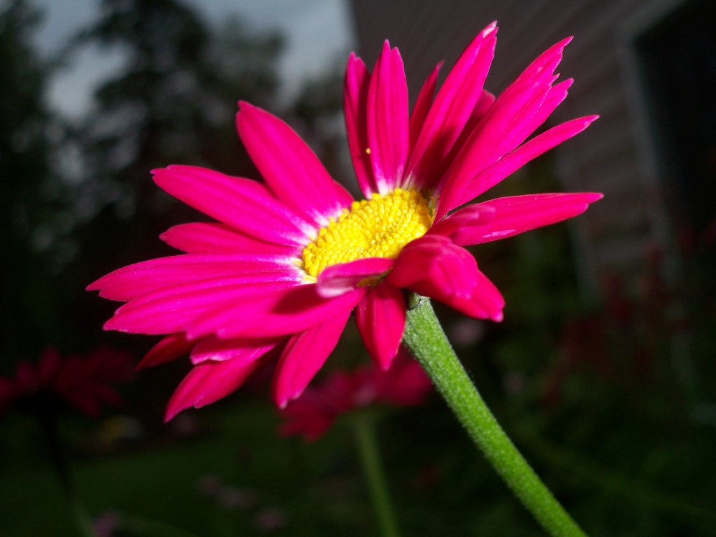 flower